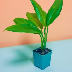 Buy Philodendron Cobra Green Mini | Plantshop.me UAE