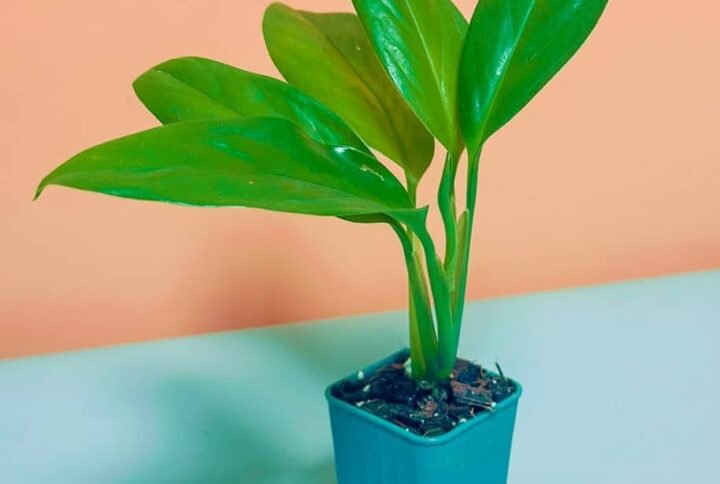 Buy Philodendron Cobra Green Mini | Plantshop.me UAE
