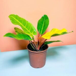 Buy Philodendron Prince of Orange Cherry Red | Plantshop.me