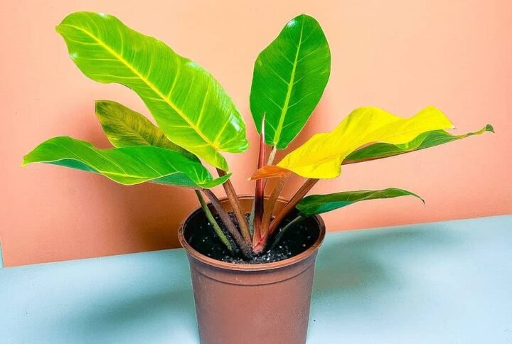 Buy Philodendron Prince of Orange Cherry Red | Plantshop.me