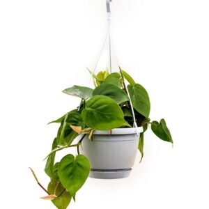Buy Philodendron Scandens Hanging Plant | Plantshop.me UAE
