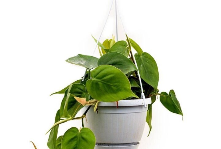 Buy Philodendron Scandens Hanging Plant | Plantshop.me UAE