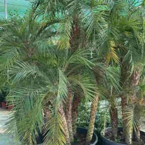 Buy Phoenix Roebelenii Multi Trunk Online
