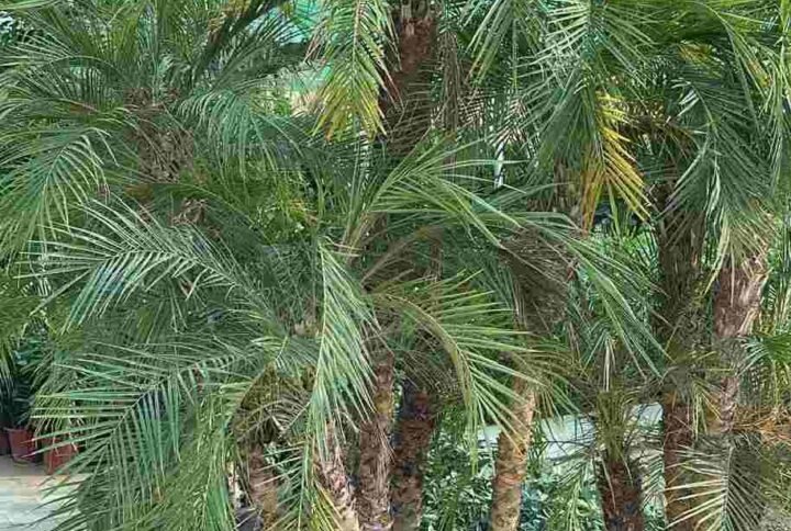 Buy Phoenix Roebelenii Multi Trunk Online