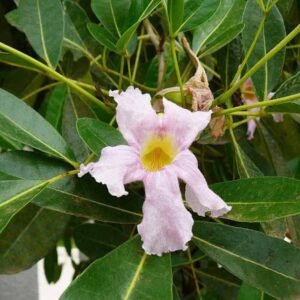 Buy Pink Poui – Flowering Tree in UAE | Plantshop