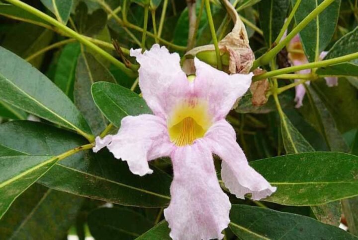 Buy Pink Poui – Flowering Tree in UAE | Plantshop