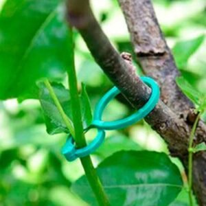 Buy Plant Vine Strapping Clips Online in UAE - Plantshop.me