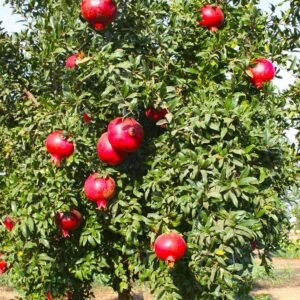 Buy Pomegranate Seeds | Fresh & Organic | Plantshop.me UAE
