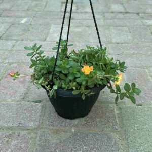 Buy Portulaca Sun Jewels Hanging Plant | UAE