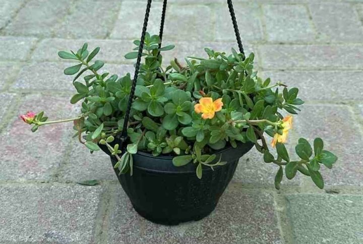 Buy Portulaca Sun Jewels Hanging Plant | UAE