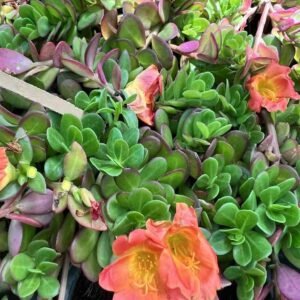 Buy Portulaca Sun Jewels Online - Plantshop.me