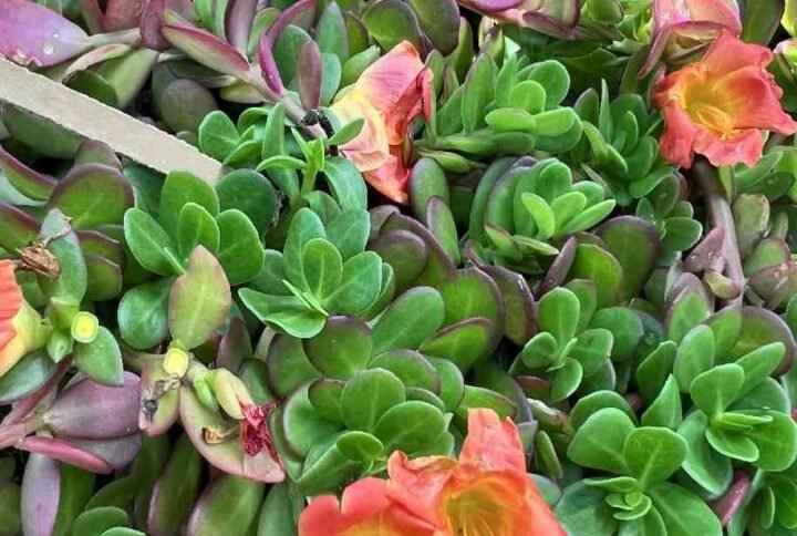 Buy Portulaca Sun Jewels Online - Plantshop.me