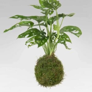 Buy PS Swiss Cheese Kokedama Now – Unique Indoor Plant