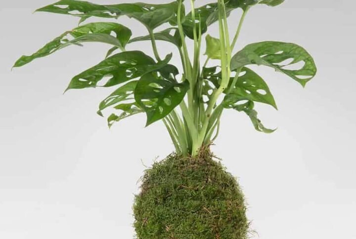Buy PS Swiss Cheese Kokedama Now – Unique Indoor Plant