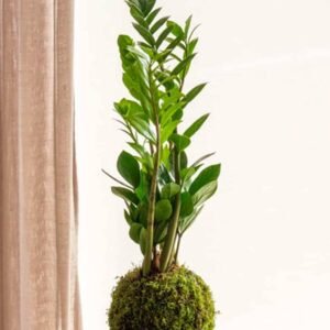 Buy PS Zami Kokedama - Unique Indoor Plant