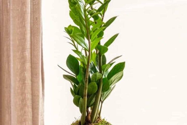 Buy PS Zami Kokedama - Unique Indoor Plant