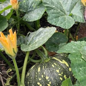 Buy Pumpkin Kent F1 Hybrid Seeds - Plantshop.me UAE