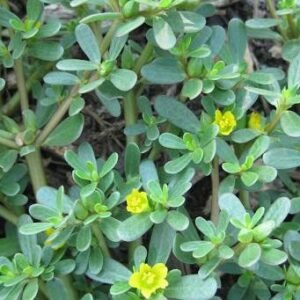 Buy Purslane Seeds | High Quality | Plantshop.me UAE