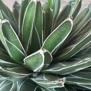 Buy Queen Victoria Agave | Plantshop.me