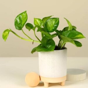 Buy Rare Global Green Pothos - Plantshop.me