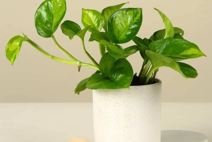 Buy Rare Global Green Pothos - Plantshop.me