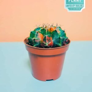 Buy Rare Gymnocalycium Variegated Cactus | Plantshop.me