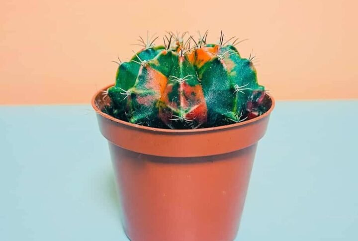 Buy Rare Gymnocalycium Variegated Cactus | Plantshop.me