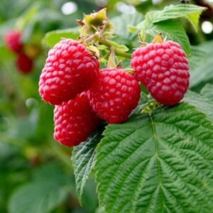 Buy Raspberry Plant Seeds Online | Plantshop.me