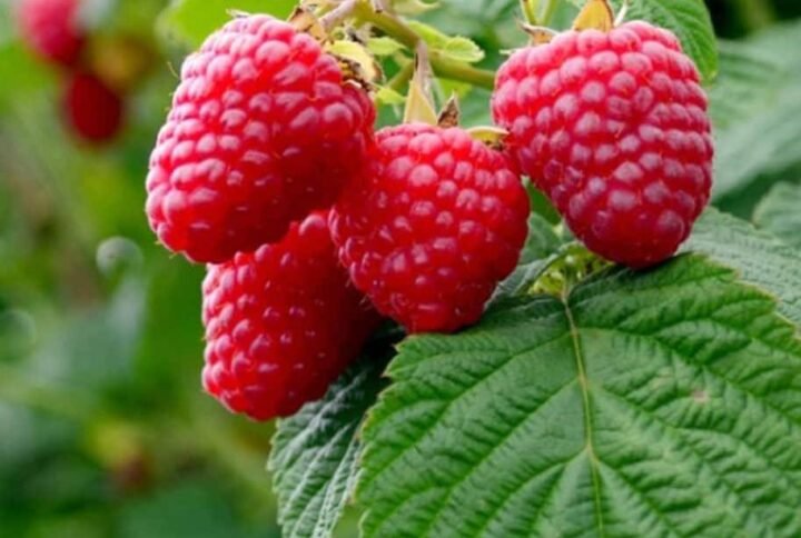 Buy Raspberry Plant Seeds Online | Plantshop.me