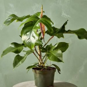 Buy Red Bristle Philodendron Plant | Plantshop.me UAE