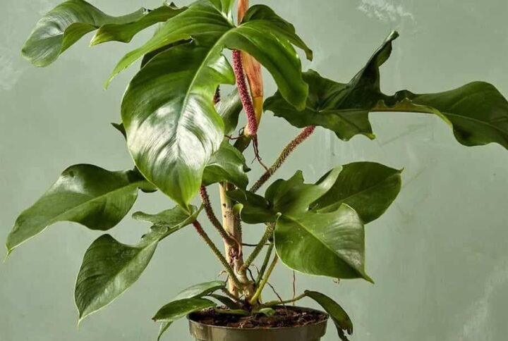 Buy Red Bristle Philodendron Plant | Plantshop.me UAE