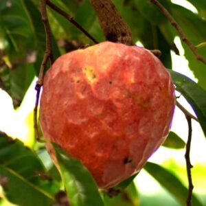 Buy Red Custard Apple Seeds (Annona Reticulata) - Plantshop.me