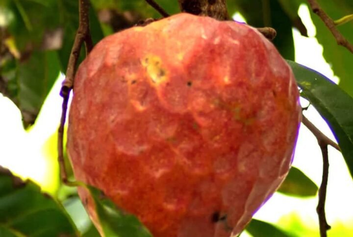 Buy Red Custard Apple Seeds (Annona Reticulata) - Plantshop.me