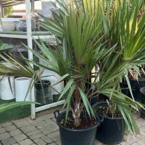 Buy Red Latan Palm Tree Online | UAE Delivery