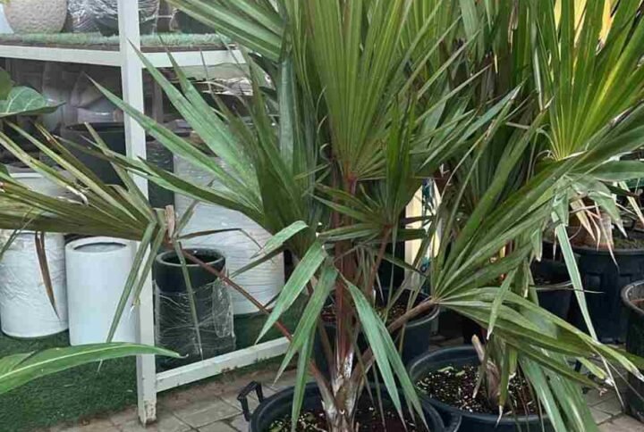 Buy Red Latan Palm Tree Online | UAE Delivery