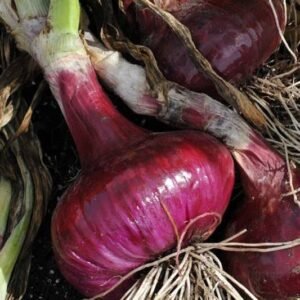 Buy Red Onion Seeds Online - Plantshop.me UAE