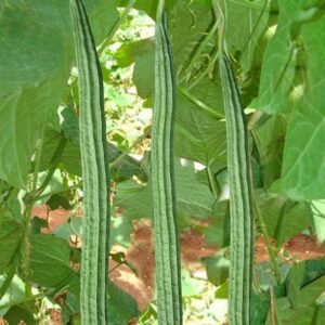 Buy Ridge Gourd F1 Hybrid Seeds | Plantshop.me UAE