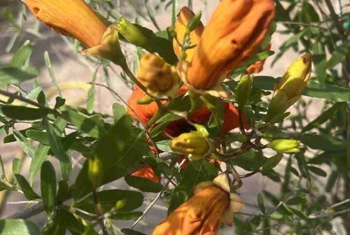Buy Rohida Tree or Tecomella Undulata | UAE Delivery