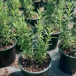 Buy Rosemary Herb Plant Online in UAE - Plantshop.me