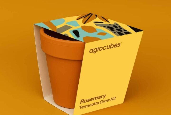Buy Rosemary Terracotta Grow Kit Online - Plantshop.me