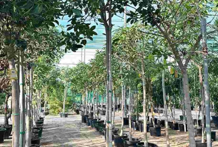Buy Rusty Fig Tree – Premium Quality at Plantshop.me