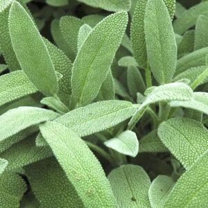 Buy Sage Seeds Online | Fresh & Quality | Plantshop.me