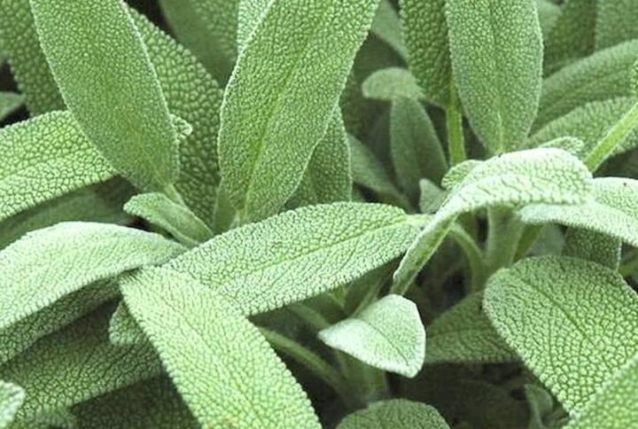 Buy Sage Seeds Online | Fresh & Quality | Plantshop.me