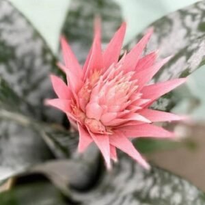 Buy Silver Vase Plant Online | Best Price in UAE