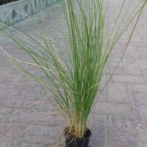 Buy Small Green Pennisetum Grass at Plantshop.me