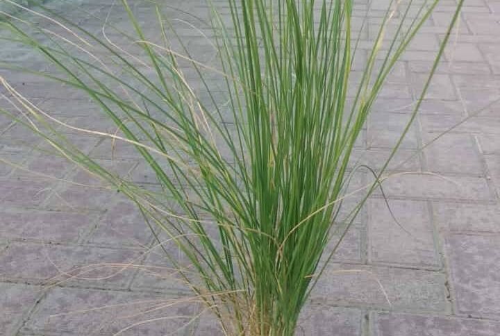 Buy Small Green Pennisetum Grass at Plantshop.me