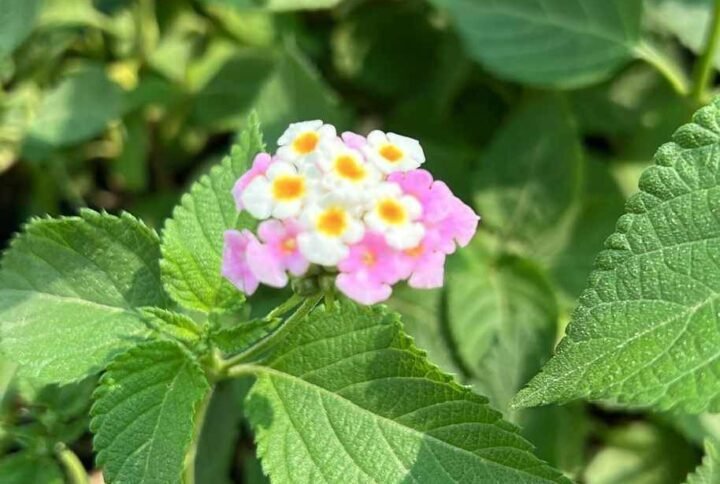 Buy Small Lantana Flowers | Plantshop.me