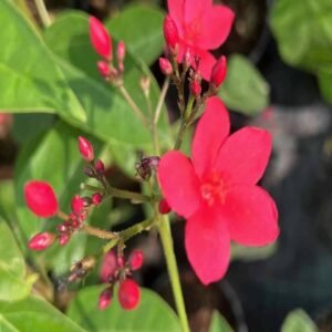 Buy Small Peregrina Jatropha Online | Plantshop.me