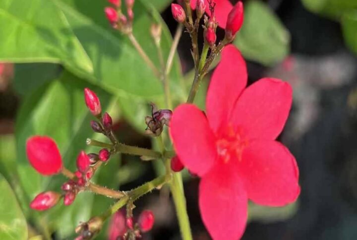 Buy Small Peregrina Jatropha Online | Plantshop.me