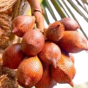 Buy Snake Fruit - Salak Seeds Online in UAE | Plantshop.me